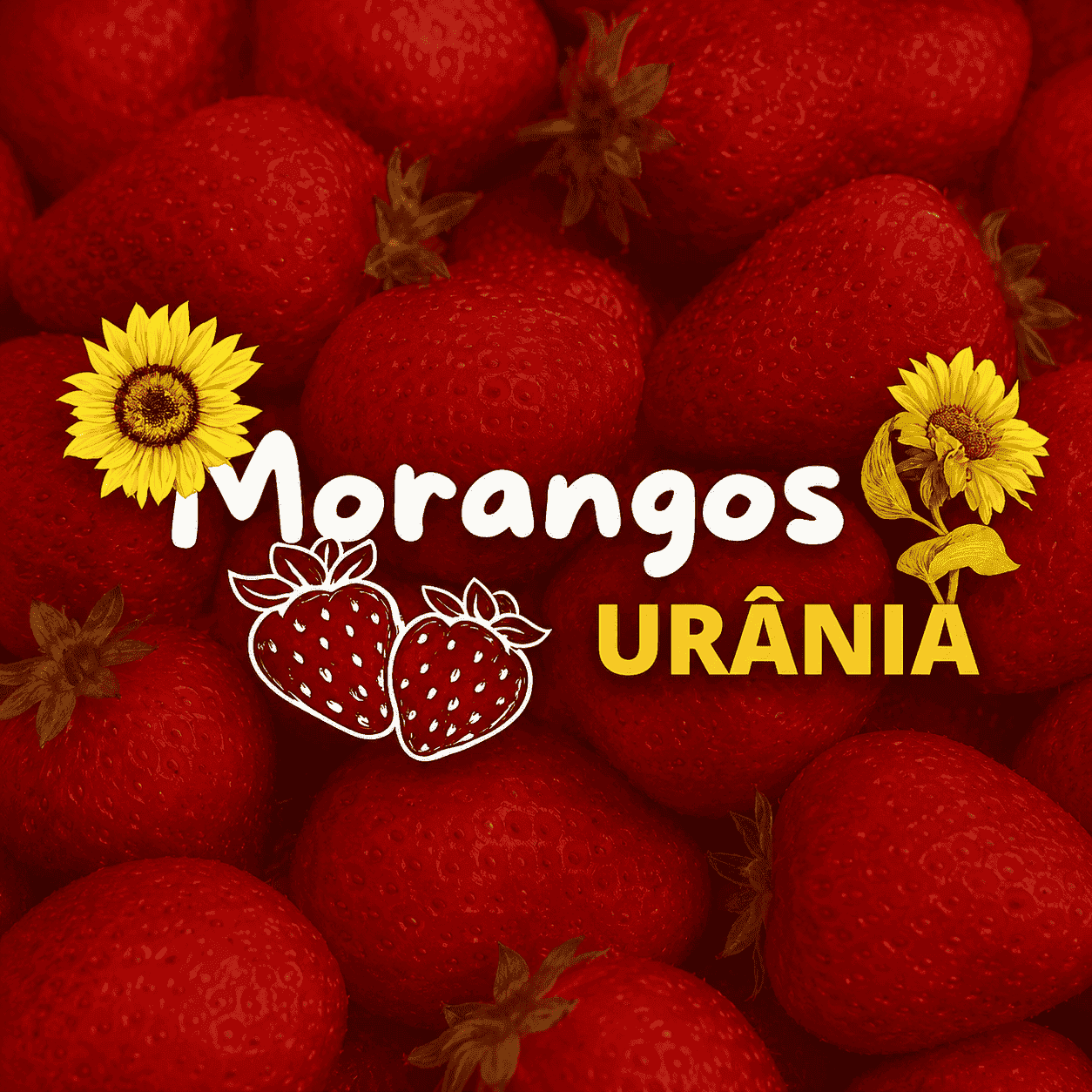Morangos Urânia